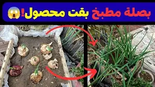 بصلة المطبخ بقت محصول كامل! 😱 جربت وزبطت