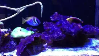 Squamosa Clams with Radiant Wrasse, Clownfish and Rabbitfish
