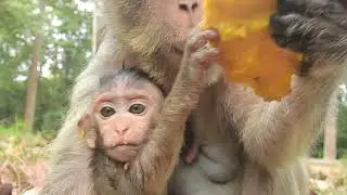 Update baby Maci grow up very fast | Baby monkey Maci, Monkey merry, Maci baby monkey