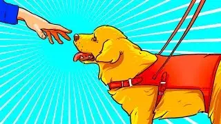 Si Ves A Un Perro De Asistencia Sin Su Dueño, ¡No Lo Ignores!