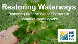 Invasive Water Chestnut Removal in Southeast New England