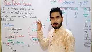 Shine Dalgarno Sequence In Urdu Hindi In Details