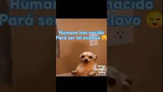 Yo tengo un perrito que dice #dog #humor #perro #mascotas #perros