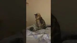 cat funny