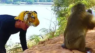 Troll Dogs Prank, Fake Snake vs Dogs in Malayalam, Tamil 2021