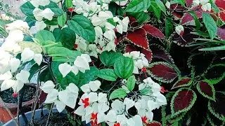 BLEEDING HEART PLANT. How to repot,grow,care and fertilize bleeding heart plant.