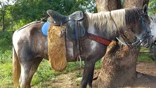 Feira de cavalo em Canafistula de Frei Damião AL 01/07/2024#nordeste