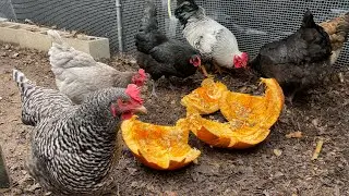 Pumpkin seeds for chickens. Are they actually a natural dewormer?