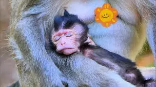 Baby Jolan’s Sweet Dreams and Little Drama