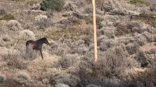 Дикие мустанги, трасса US 395, Стимбоут-Спрингс, Невада