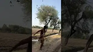 Dangerous Bats Attack 🌴😱🦇😱 #youtubeshorts #viralvideo #automobile #villagelife #entertainment #yt