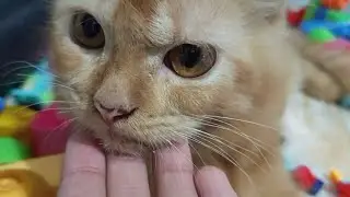 Kucing Bergelut Lincah Di Pagi Hari #fau-chan #kucinglucu 
