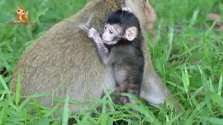So Cute Baby Bree - She Is Small Monkey And Lovely Moving Slow Slow