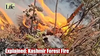 Explained: Kashmir Forest Fire
