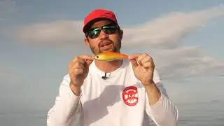 Mastering the Strategic Angler Proteus series