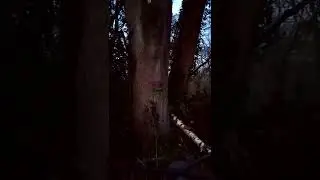 hem heath Woods the Wedgwood factory..ride out wheelie