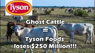 250k Ghost Cattle = Tyson Foods Loses $250 Million | Beef Sh