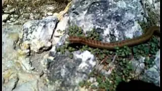 Antiguan Racer - world's rarest snake, captured on video by cruise ship tourist!