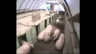 Natural Farrowing System.wmv