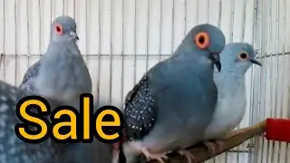 Diamond dove setup for sale | diamond dove price 2025