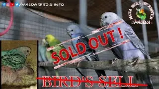 Bird sell & Birds Bird Briding progress || Malda Birds Info || #BIRDSELL || @maldabirdsinfo