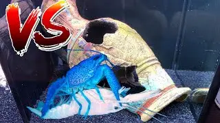 WHITE LOBSTER VS BLUE LOBSTER! BATTLE BREEDING For COLORFUL Crawfish BABIES!