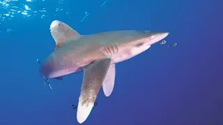 Red Sea Aggressor V | Deep South Red Sea Liveaboard