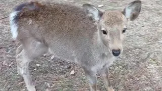 Fawn of Nara Park #86 奈良公園の子鹿さん