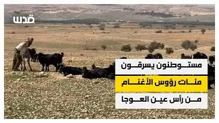 مستوطنون يسرقون مئات رؤوس الأغنام من الفلسطينيين بمنطقة رأس عين العوجا في أريحا.