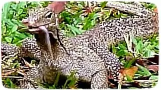 Clouded monitor catches something