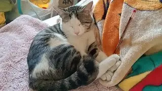 #cat, HOPE IS ALWAYS SLEEPING, THAT'S WHY HE GROW UP SO FAST#sleepingcat #pet//sari saring vlog 