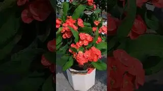 crowns of thrones | cactus | garden | terrace garden | flower plant | #gardening #plants #flowers
