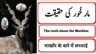 The truth about the Markhor (Urdu /Hindi) &brvbar;&brvbar; مارخور کی حقیقت .......