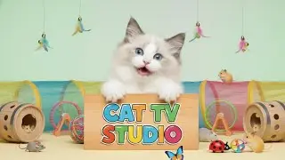 🔴LIVE 8 HOUR - WOW! A selection of calming games designed for cats #50