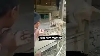 What a kick!😱 #monkey #kicking #viral #animallover