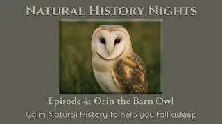 Natural History Nights Podcast. Episode 4: Orin the Barn Owl - a calm sleep story
