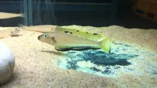Enantiopus melanogenys Makola breeding group - PISCES