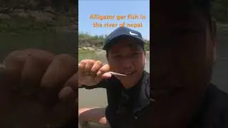 Alligator gar fish in the river of nepal #fishing #fishingandeating #fish