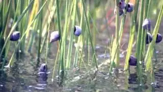 Long Live Accabonac! - Episode 2 - Salt Marsh Part 1