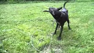 Beautiful Basenji-Pitbull Mix