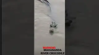 WARNING MAHANANDA RIVER CROCODILE..#crocodile 🐊🐊@1.2.3.gamingff @1.2.3.gaming_ff_vlog..