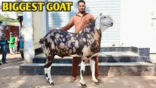 Biggest Goat Gujri Breed Full Length Height At Asif  Goat's Jaipur