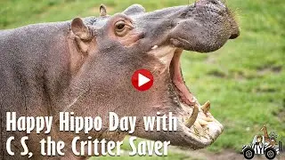 Happy Hippo Day with C S Wurzberger, the Critter Saver