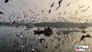bird's sea whatsapp status tamil, nanunai bgm WhatsApp status, MaguQuotes,MQ...