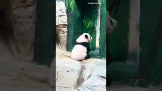 Mama open the door please #pandababy #meizhupanda #pandacub  #adorablepanda