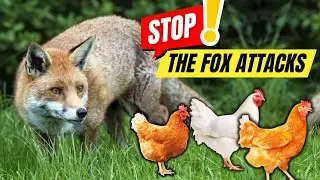 How to Keep Foxes Away From Your Chickens 🦊🐓 Proven Methods