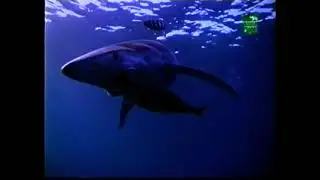 Animal Planet commercials and Unleashed from the 90s