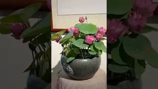 Beautiful lotus flowers plant (19/8)