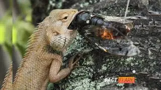 27 August Amazing facts about Horned Lizards squirting blood🩸2023