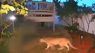 Another cougar sighting in West Valley City caught on camera